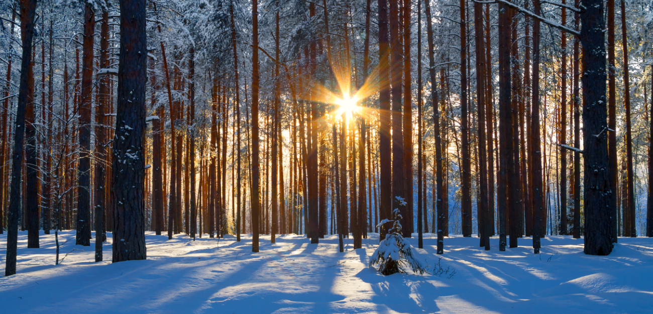 Mitä opimme Hannes -myrskystä? -webinaari