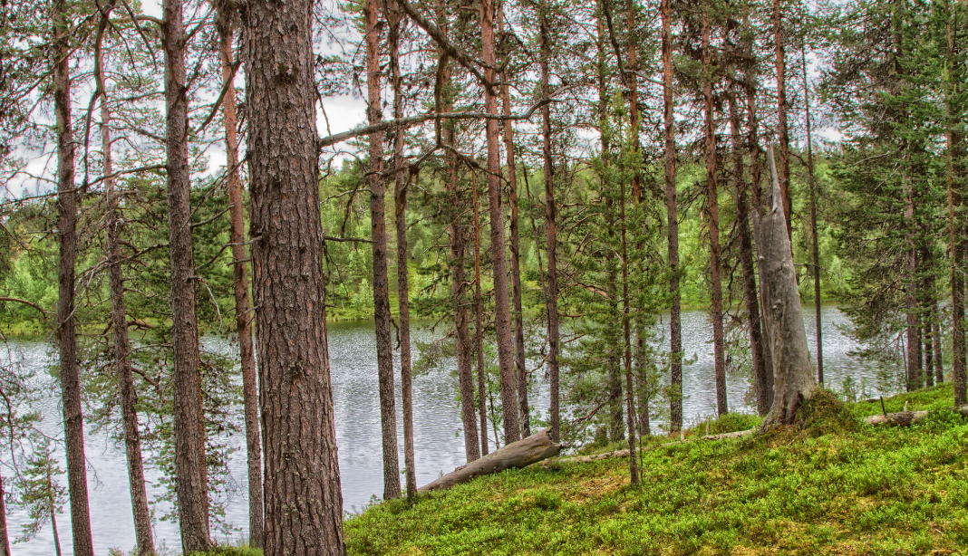 Villiä bisnestä Pohjois-Savon metsistä - Avoin metsä- ja luontotieto
