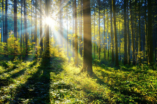 aurinko paistaa metsässä puiden välistä