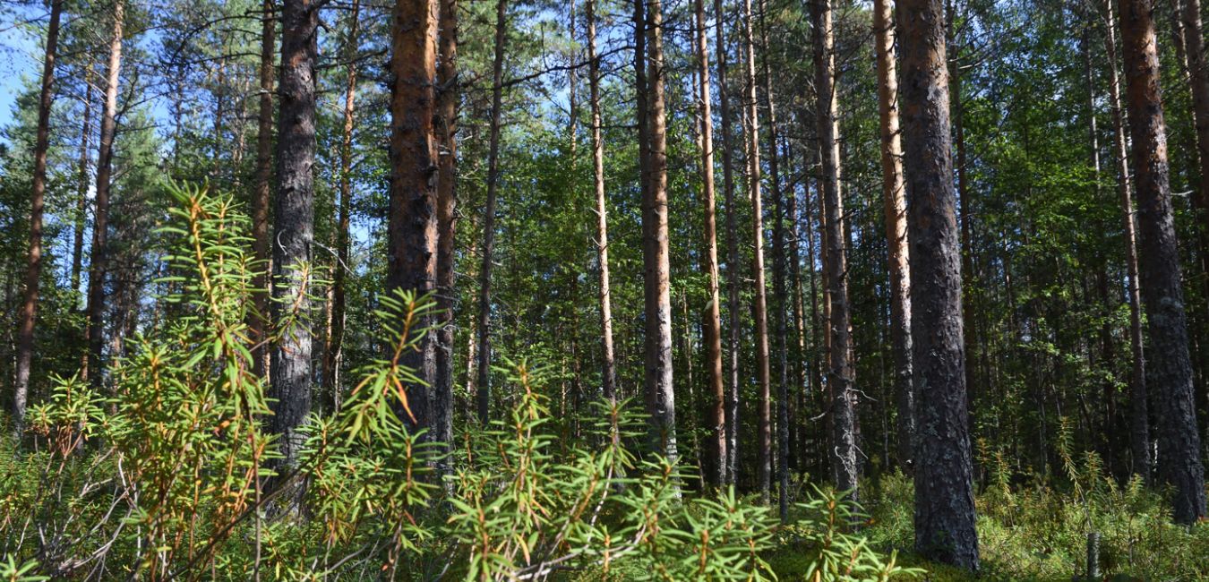 Miksi kasvihuonekaasuinventaariota tehdään ja mistä sen vaatimuksen tulevat? Mihin Suomen metsien hiilinielu katosi? -webinaari