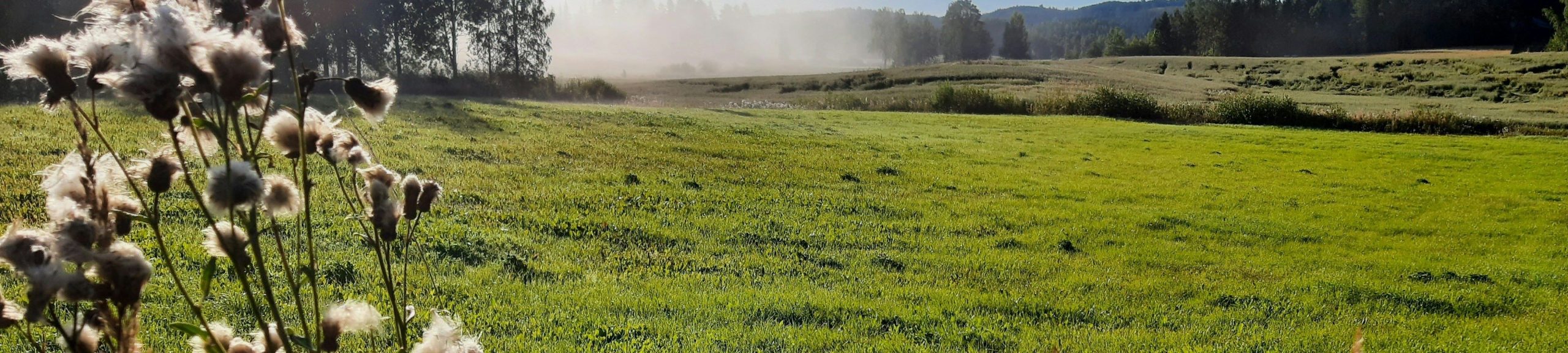 Ilmasto muuttuu - muuttuuko maa- ja metsätalous?