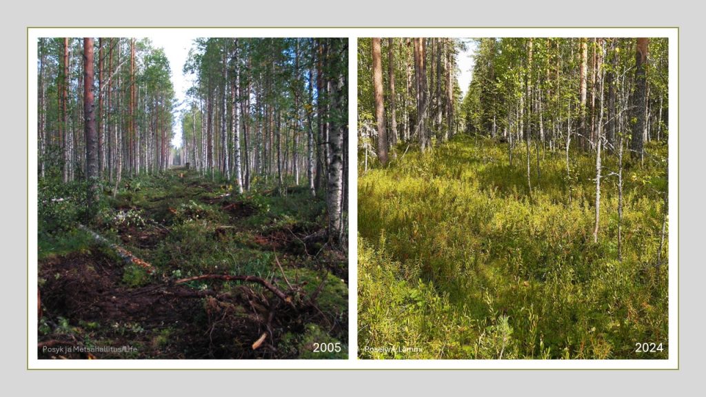 Rinnakkain on kaksi kuvaa, jotka on otettu samasta paikasta, 19 vuoden välein. Ensimmäisessä kuvassa on kaksi metsäkaistaletta, joiden välissä on alue, johon on koottu puunrunkoja ja muuta maa-aineista. Oikean puoleisessa kuvassa on kaksi metsäkaistaletta, joiden välissä on suopursua ja muutamia ohuita puunrunkoja.