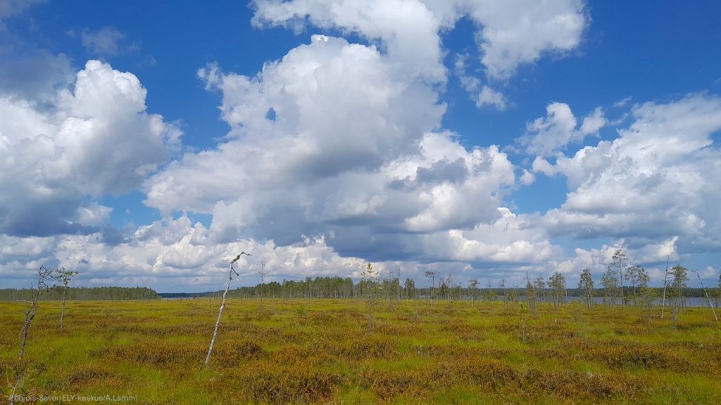 Sinisellä taivaalla valkoisia pilviä, edustalla kesäistä suoluontoa ja taustalla järvenranta.