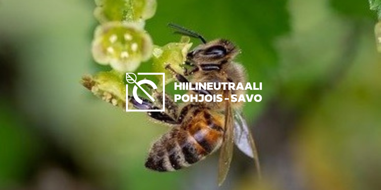 Luontoilta: Hiilineutraali Pohjois-Savo -projekti