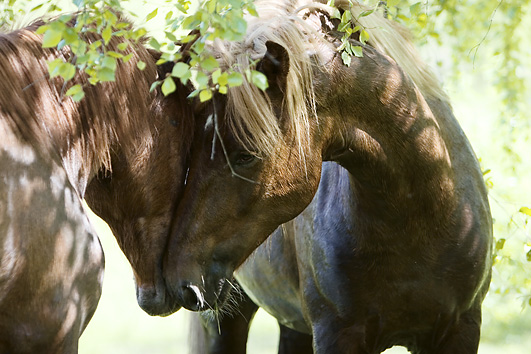 Kaksi hevosta lähikuvassa
