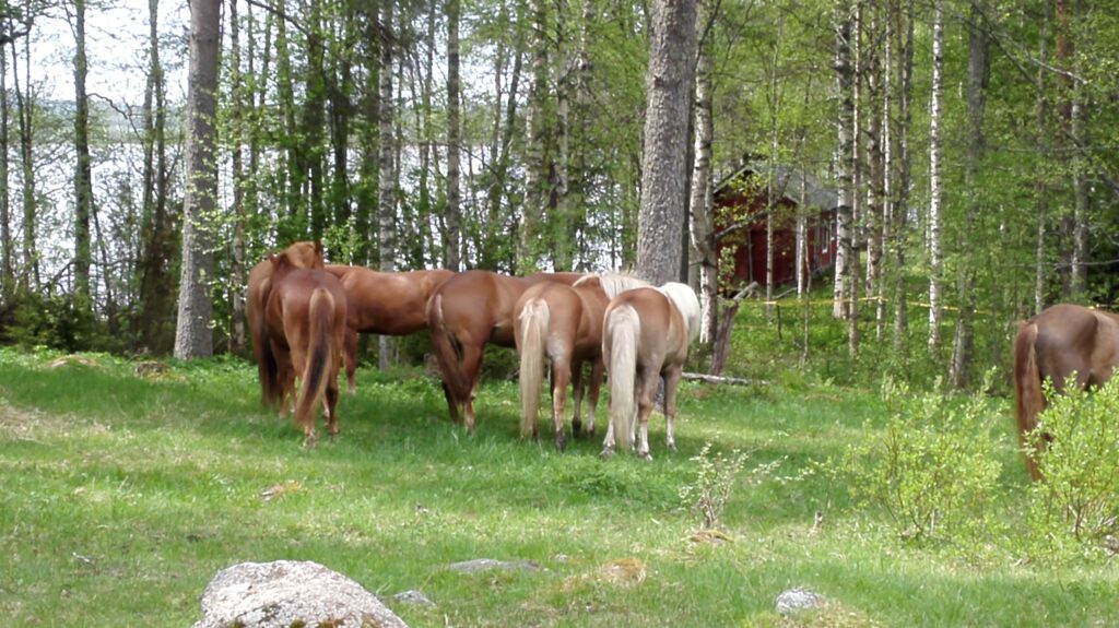 Hevosia laitumella puiden vieressä seisoskelemassa.