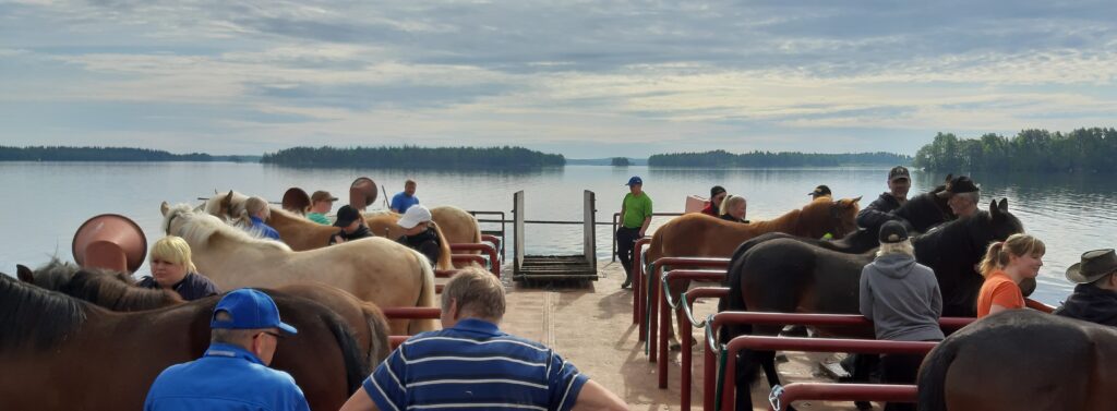 hevosia ja ihmisiä lautalla keskellä järveä