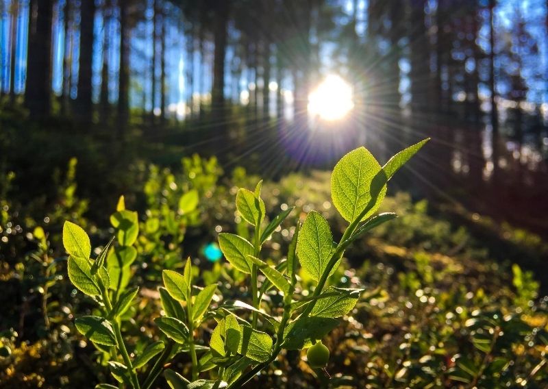 Metsien käytön tulevaisuus -selvityksen julkistustilaisuus