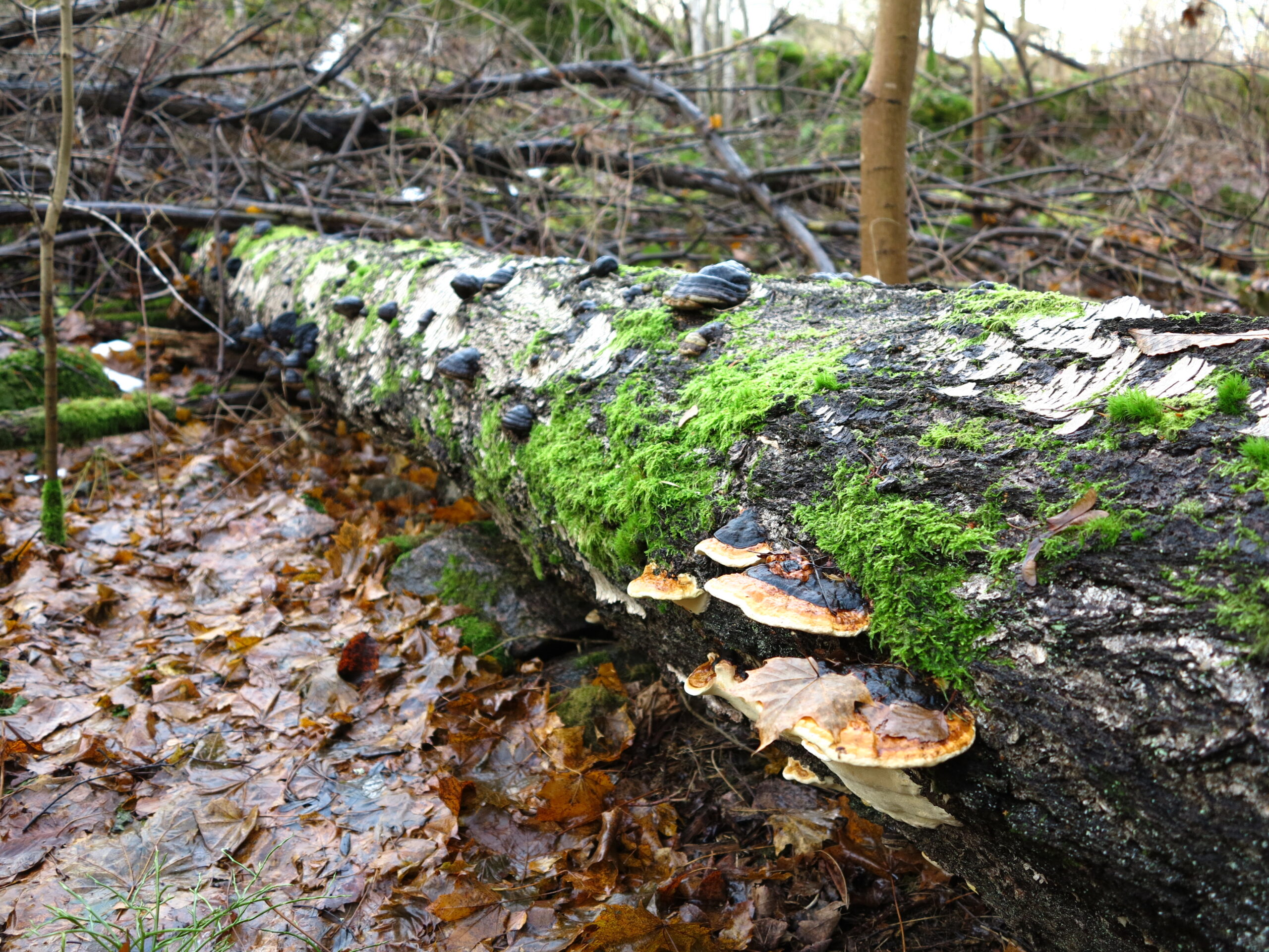 Maakunnallisten LUMO-ohjelmien infotilaisuus