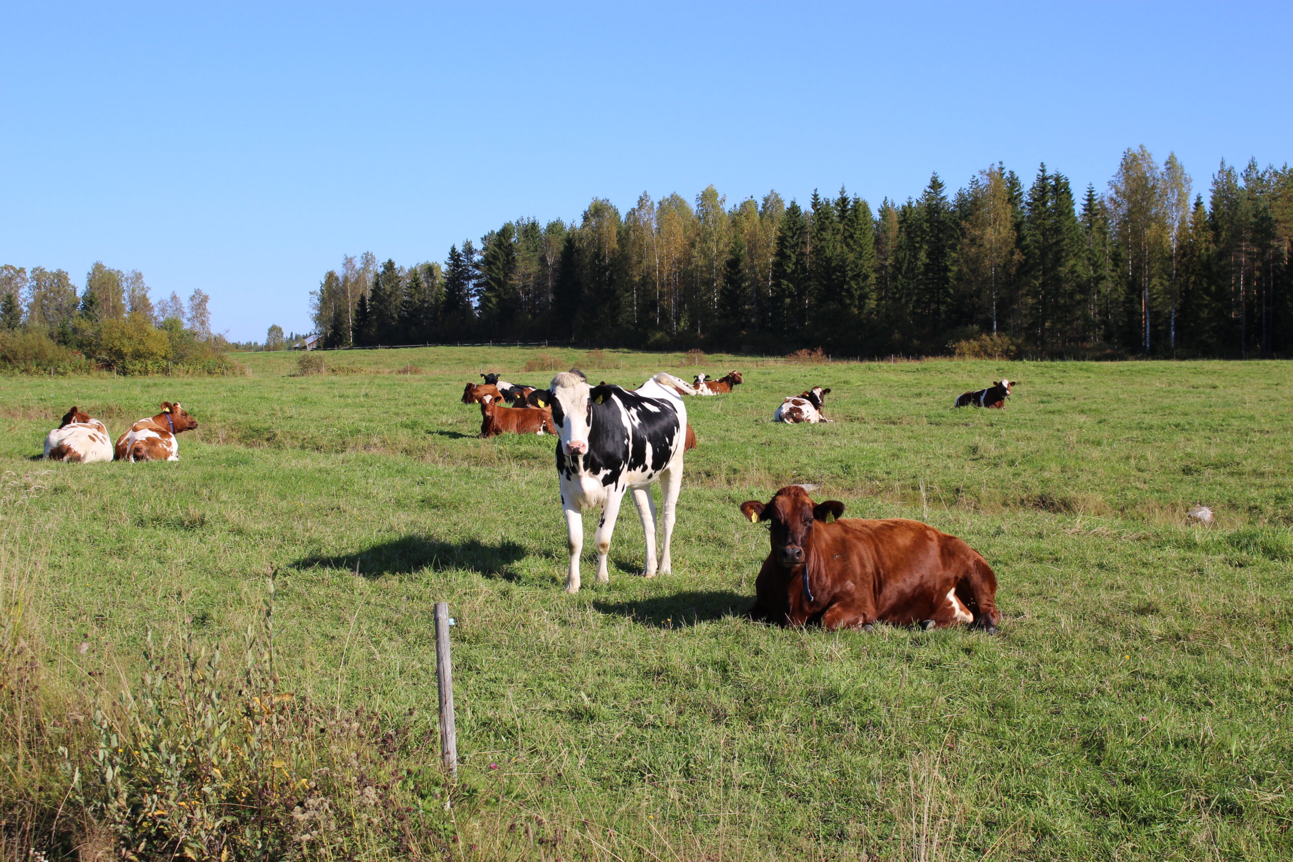 Pohjois-Savon ilmastohankkeiden kesävierailu Luonnonvarakeskukselle Maaningalle