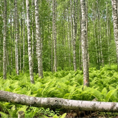 Luonnon monimuotoisuutta tukevien (OECM-) alueiden kuntatyöpaja
