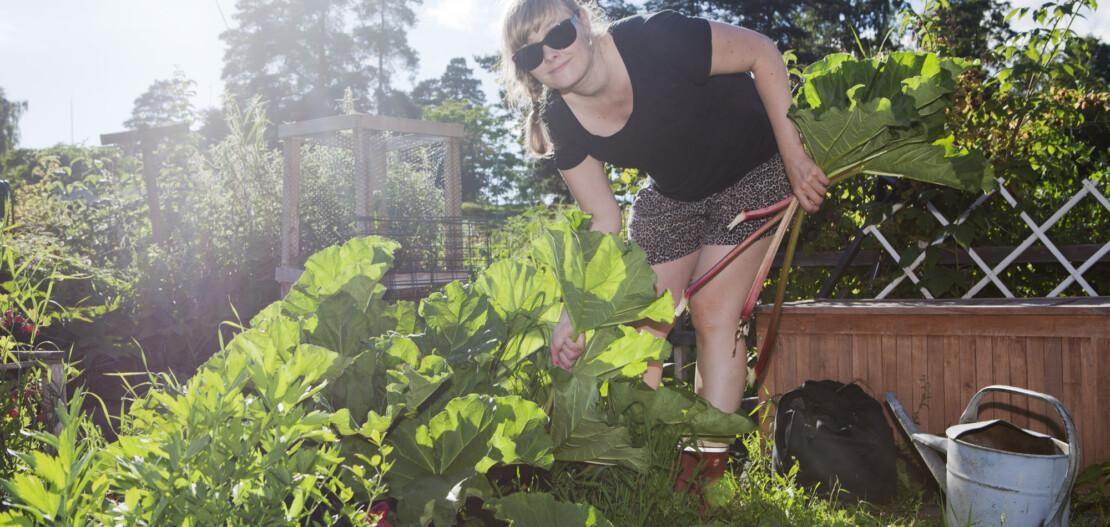 Elävä piha – multaa, monimuotoisuutta ja nikkarointia