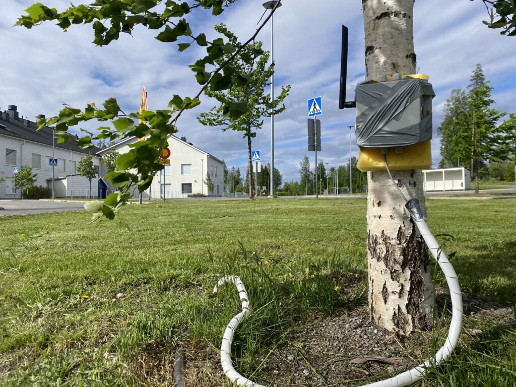 Kesäinen kuva koivusta, jonka kylkeen on teipattu mittauslaite. Taustalla näkyy Hiltulanlahden koulu ja päiväkoti -rakennus.