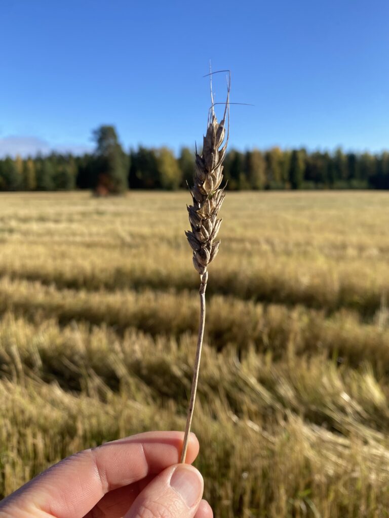 Ihminen pitää kädessä viljantähkää, taustalla puitu pelto.